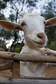 Goat