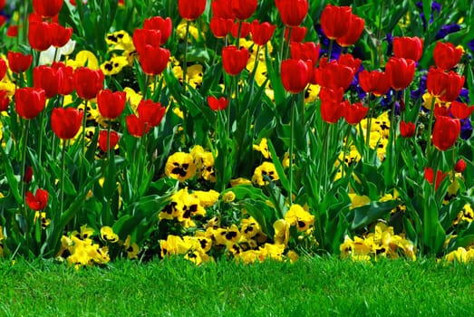 Spring Flowers
