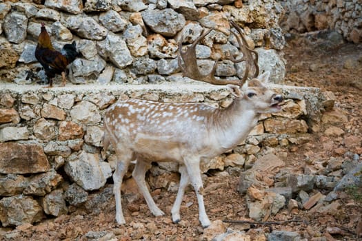 Deer