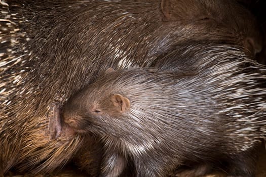 Porcupine Baby and His Mother