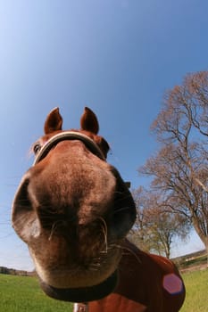 Crunchy Snout