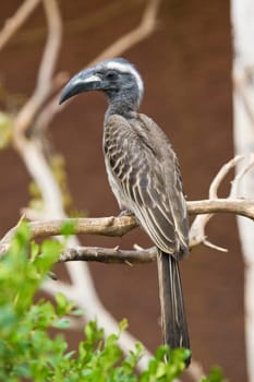 African Grey Hornbill