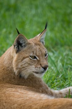 Lynx Portrait