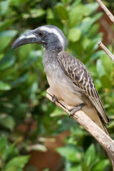 African Grey Hornbill