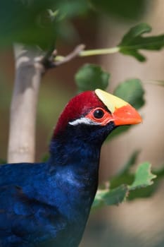 Violet Turaco Portrait