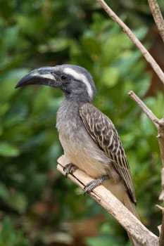 African Grey Hornbill