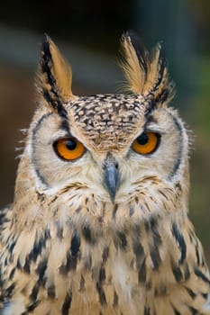 Eagle Owl Portrait