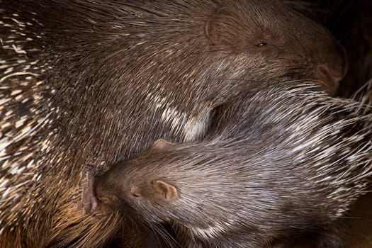 Porcupine Baby and His Mother