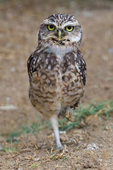 Burrowing Owl Portrait