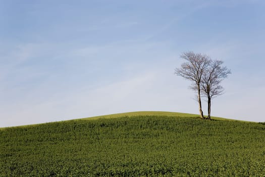 Tree in the field in spring