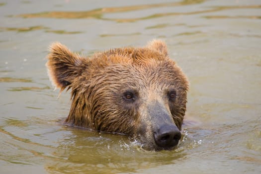 Bear Swimming