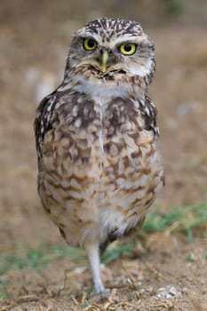 Burrowing Owl Portrait