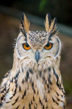 Eagle Owl Portrait