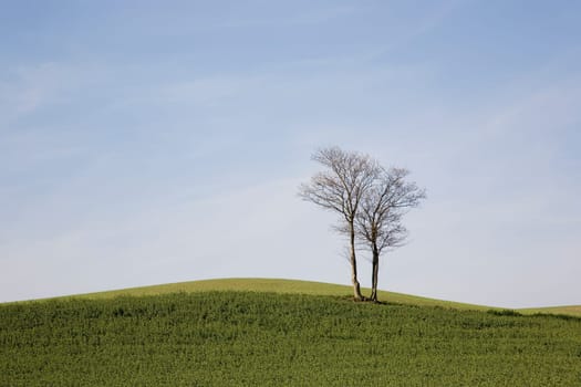 Tree in the field in spring