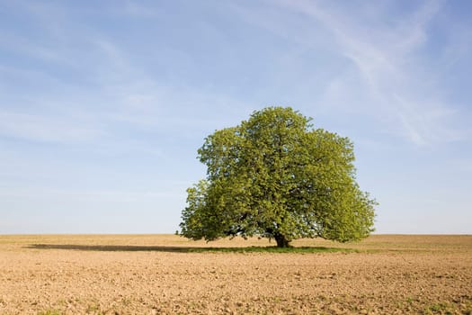 Chestnut tree in spring (seasons)