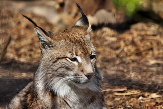 Lynx
