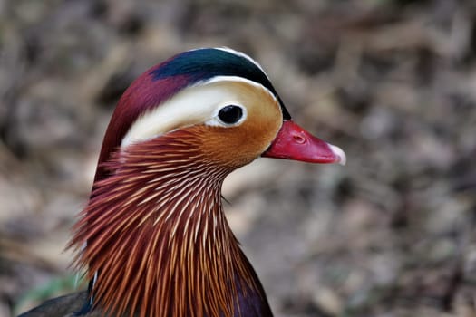 Mandarin Duck Portrait
