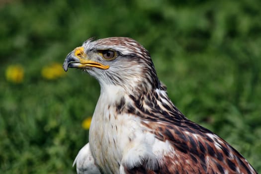 King Rough-legged Buzzard