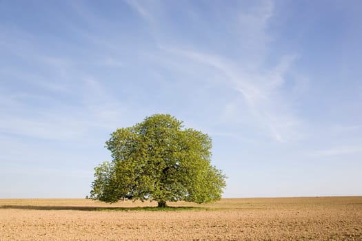 Chestnut tree in spring (seasons)