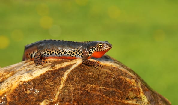 Mountain newt in the garden...