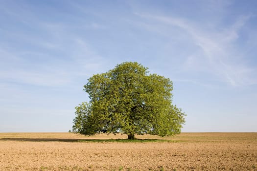 Chestnut tree in spring (seasons)