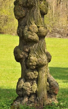 gnarled...