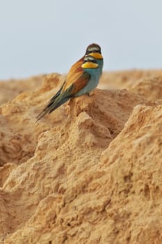 European bee-eater couple