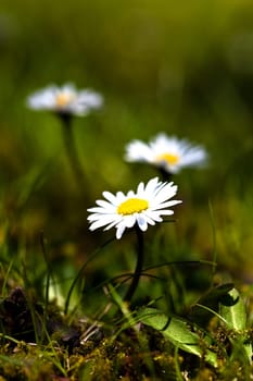 Daisy