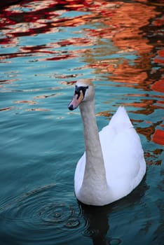 Swan