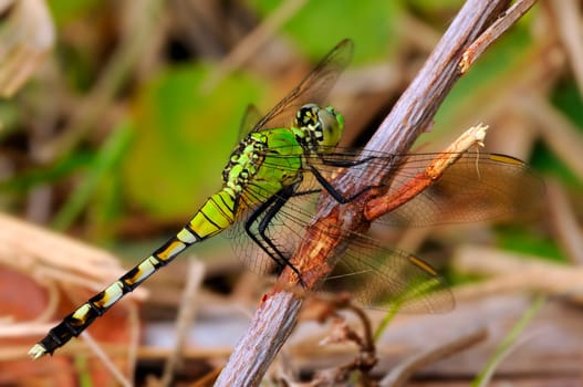 Erythemis simplicicollis is a species of dragonfly in the genus Erythemis of the subfamily Sympetrinae. Its range extends from the center to the eastern United States and in Canada east of the Rocky Mountains. It is considered one of the most common