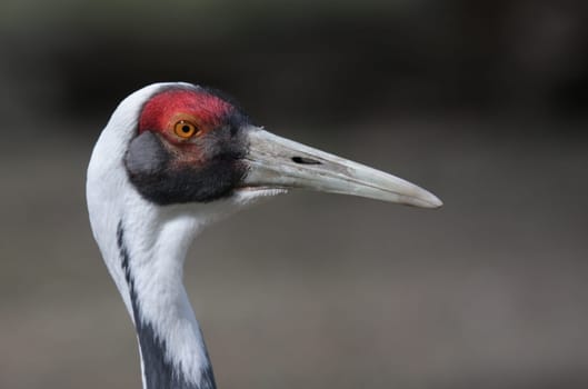 White-naped Crane