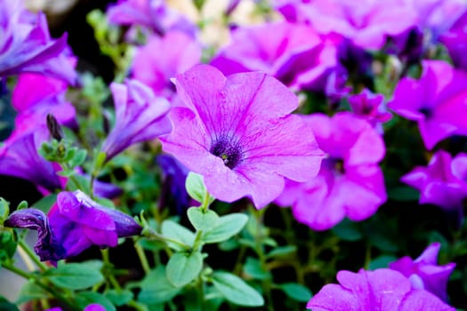 Purple petunias