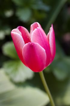 Tulip - red,macro