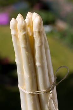 White asparagus