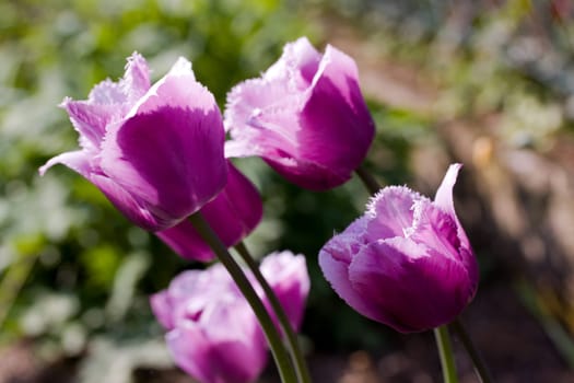 Tulip - red violet ,macro