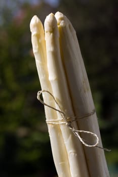 White asparagus