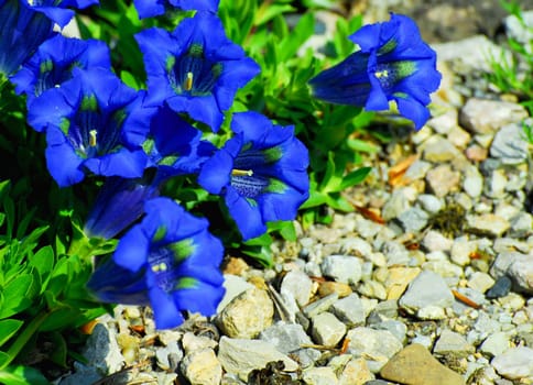 gentian