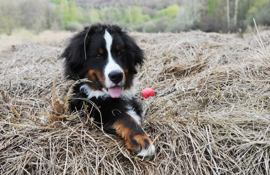 Playing in the straw