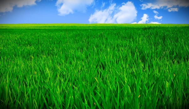 grass field and sky