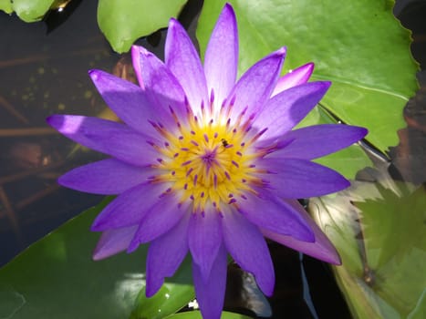 water lily