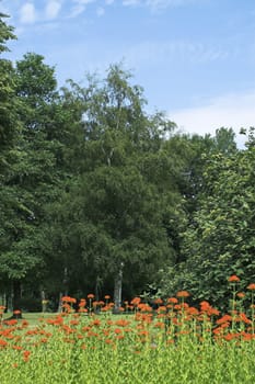 Red Flowers in Summer Park