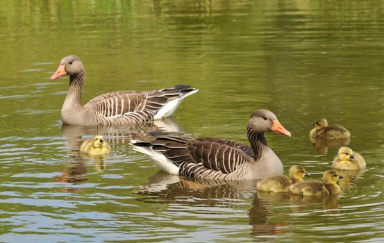 Offspring of the greylag geese