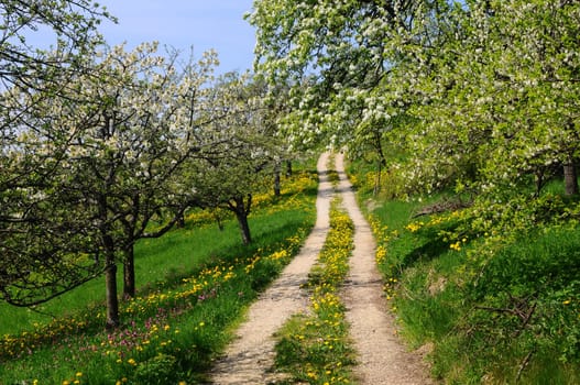 Blossom hike near Neidlingen