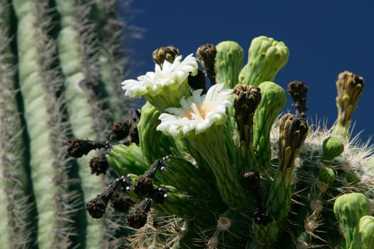 Saguaro Cactus in Bloom
