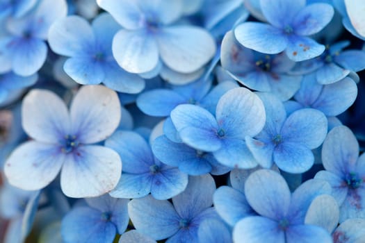 Blue Flowers