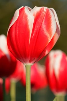 Tulip