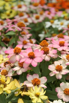 Flower field