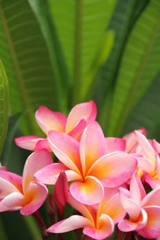 Frangipani background