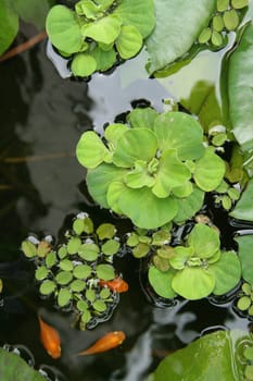 Floating plants in a pond