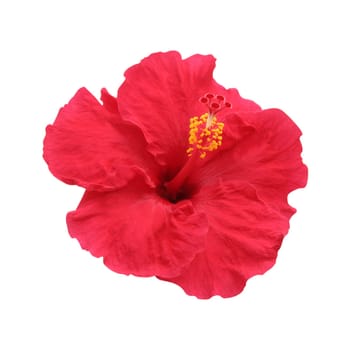 Hibiscus flower - isolated, path
